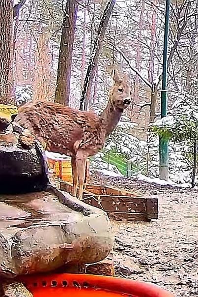 livebirdspoland_593a42e69270810f7278a20277bfb85c.jpg