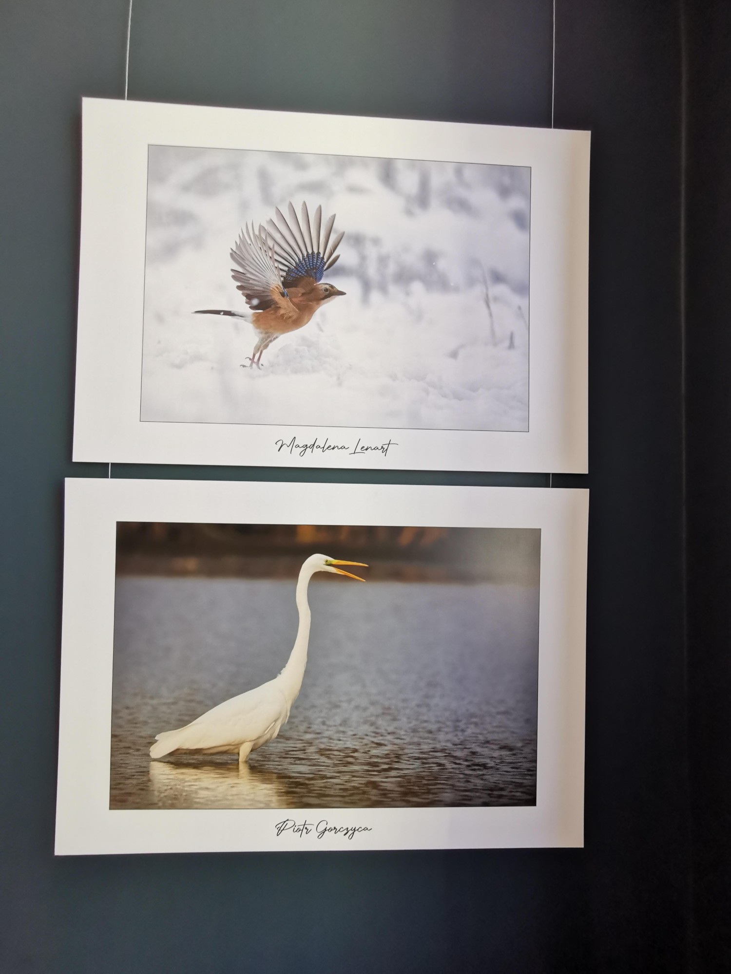 livebirdspoland_68ee2281eff688479d903bc7bee0443b.jpg
