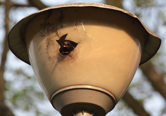 livebirdspoland_e6d0c31de2588dd3628b3c6730aec87a.png