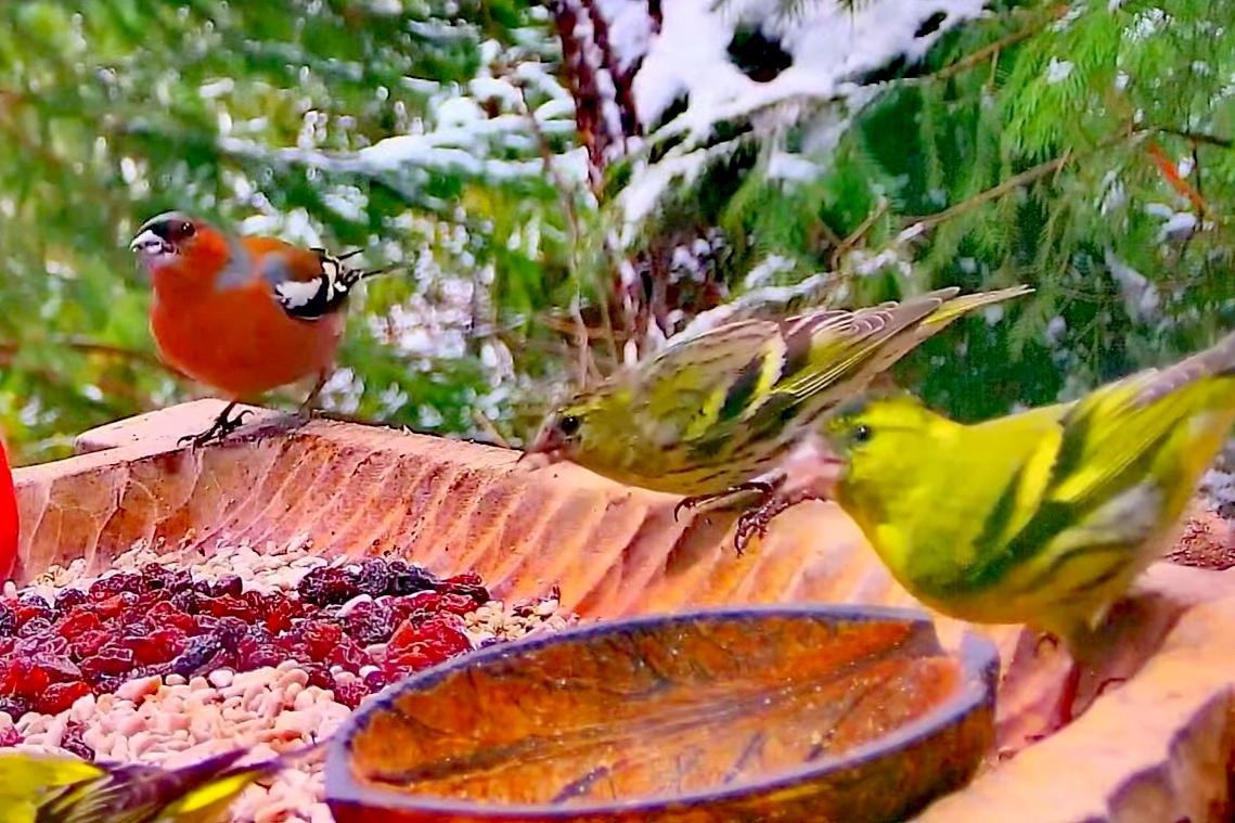 livebirdspoland_f2459601938a99f7610d58cf836780d4.jpg
