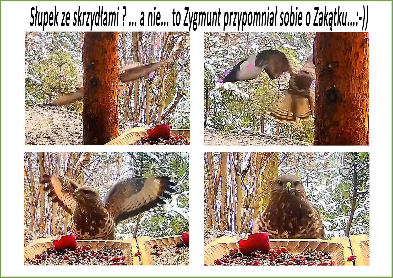 livebirdspoland_9b167bbd3300d38ed9068e3766f1eefe.jpg