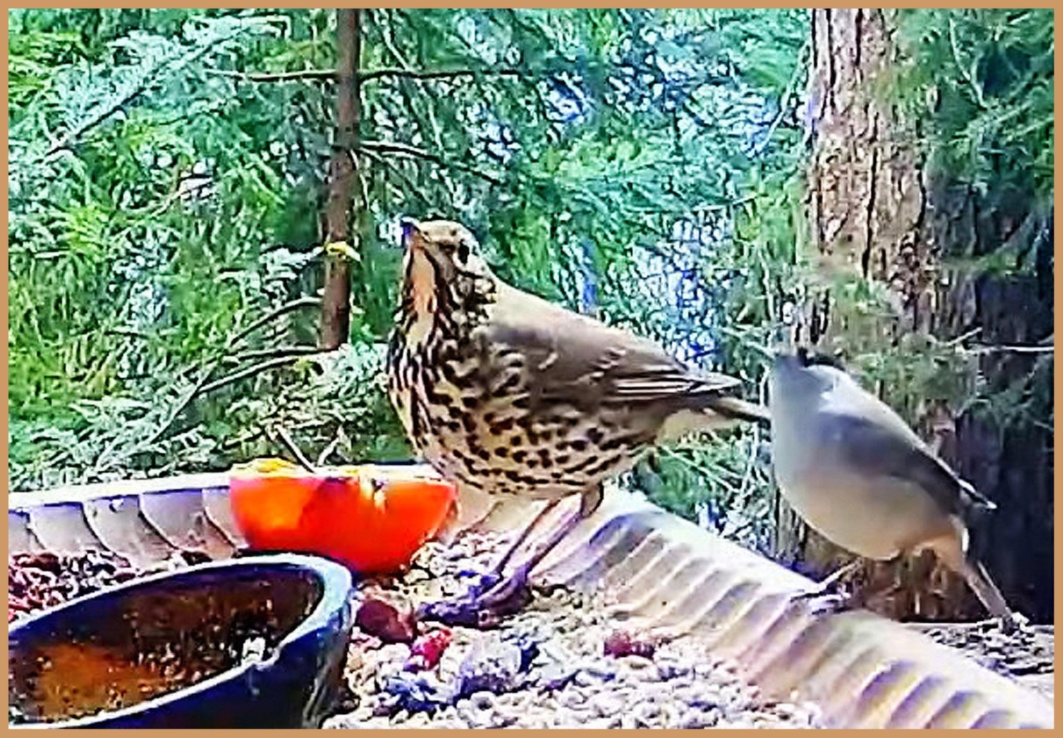 livebirdspoland_bd0ae4b1984077bce408726ec6f5c9d1.jpg