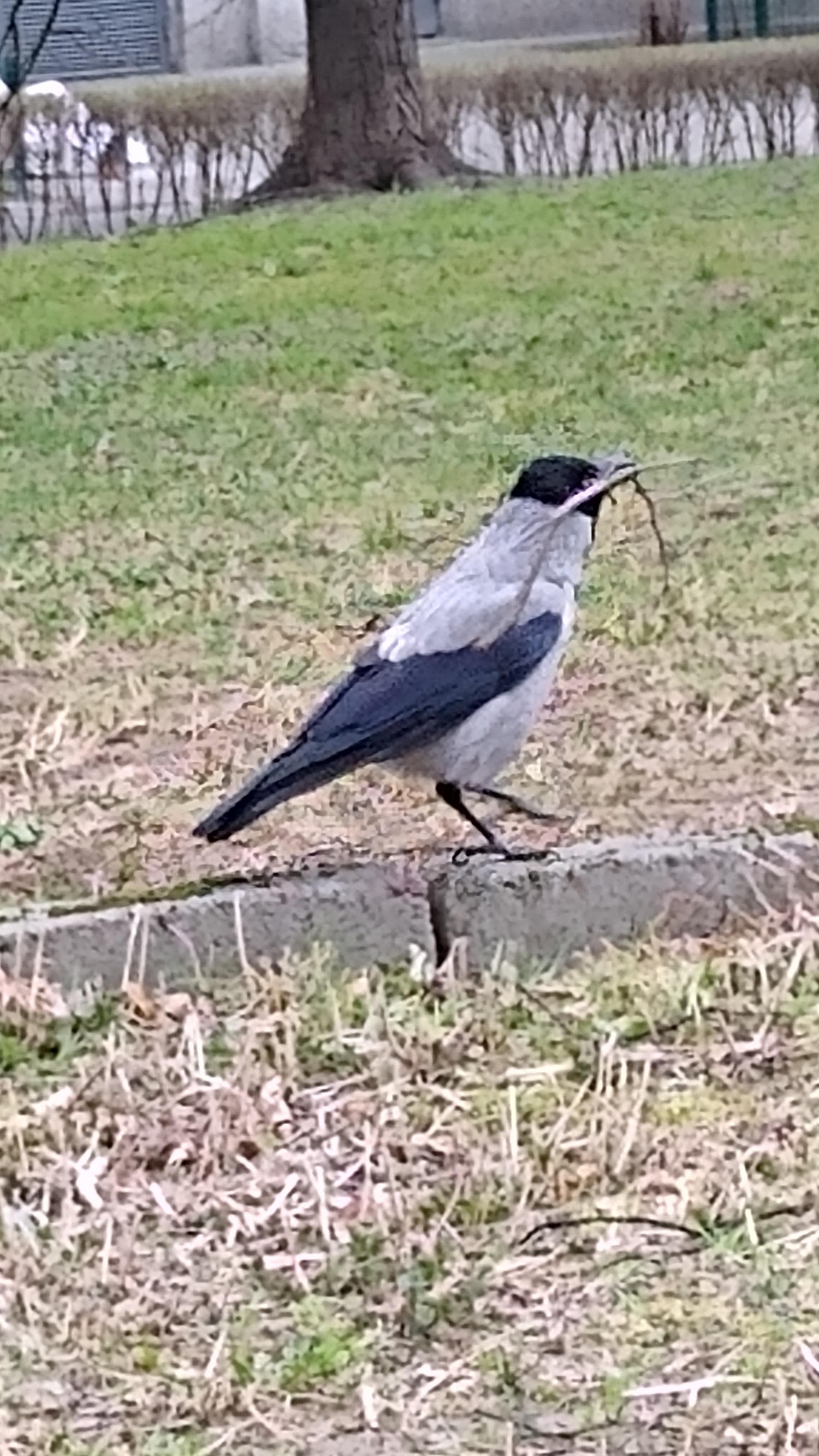 livebirdspoland_19b8362e95af3d0a30f0f776e445c25c.jpg