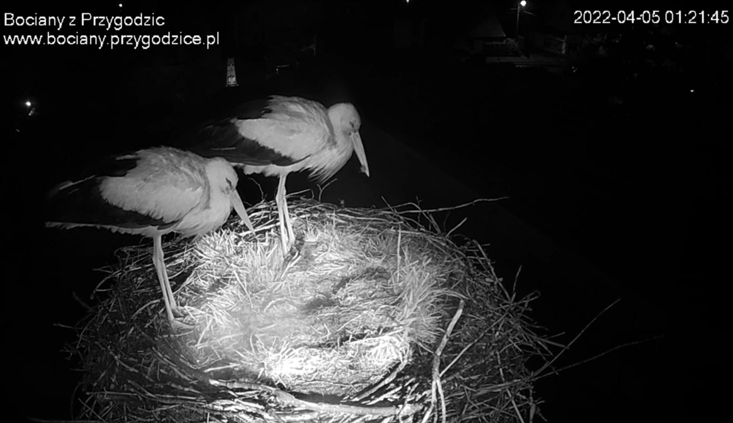 livebirdspoland_d4933141750fc36b0beb6d474be34d6d.jpg