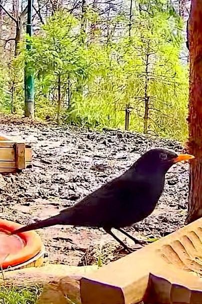 livebirdspoland_e28a8fcc74319cb7a7363dffc96c895e.jpg