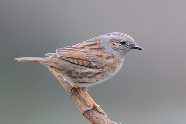 livebirdspoland_54560317a2c644dd43a8a81bdb3350d6.png