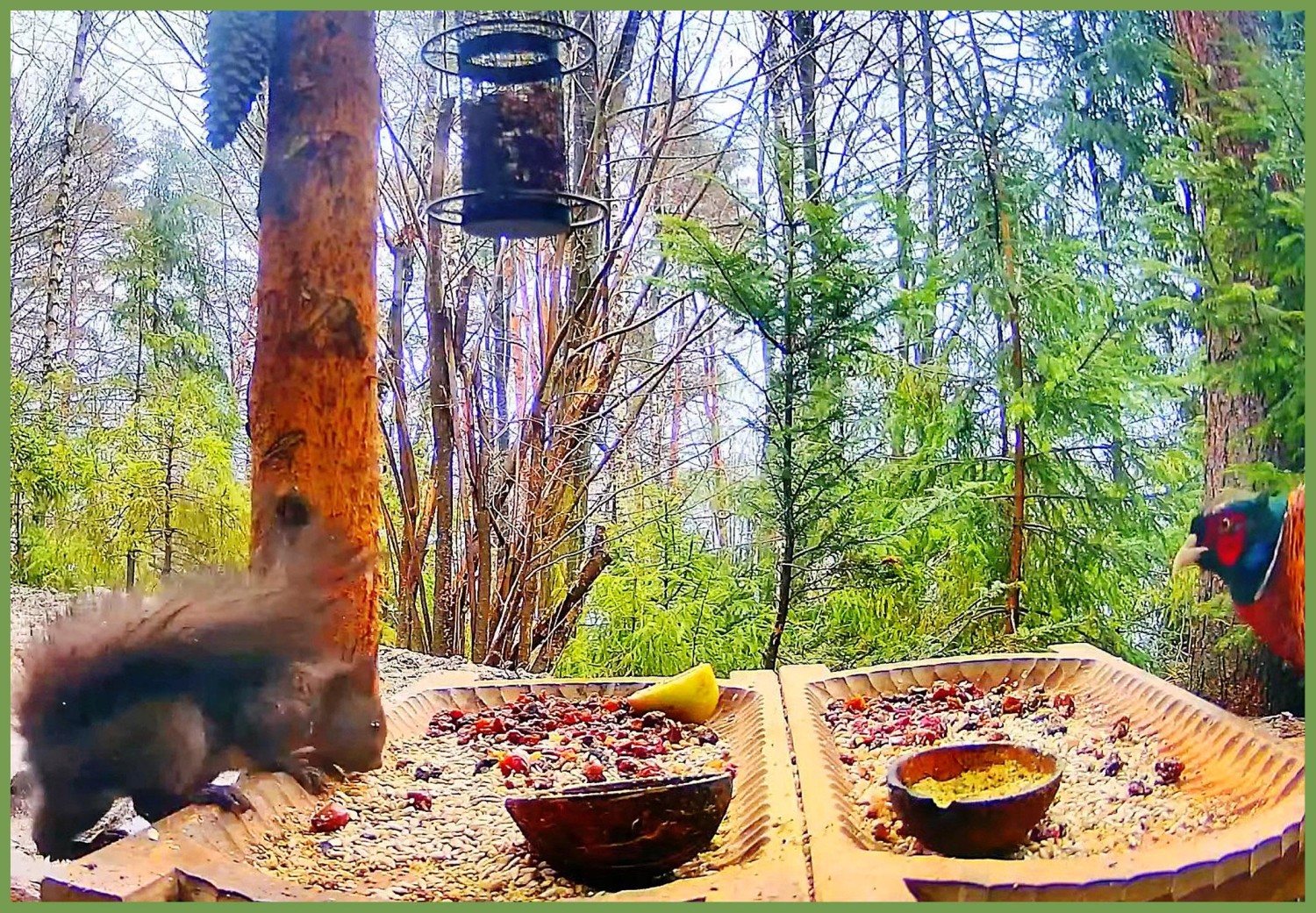 livebirdspoland_6eab46878642973205b318eee0fe744b.jpg