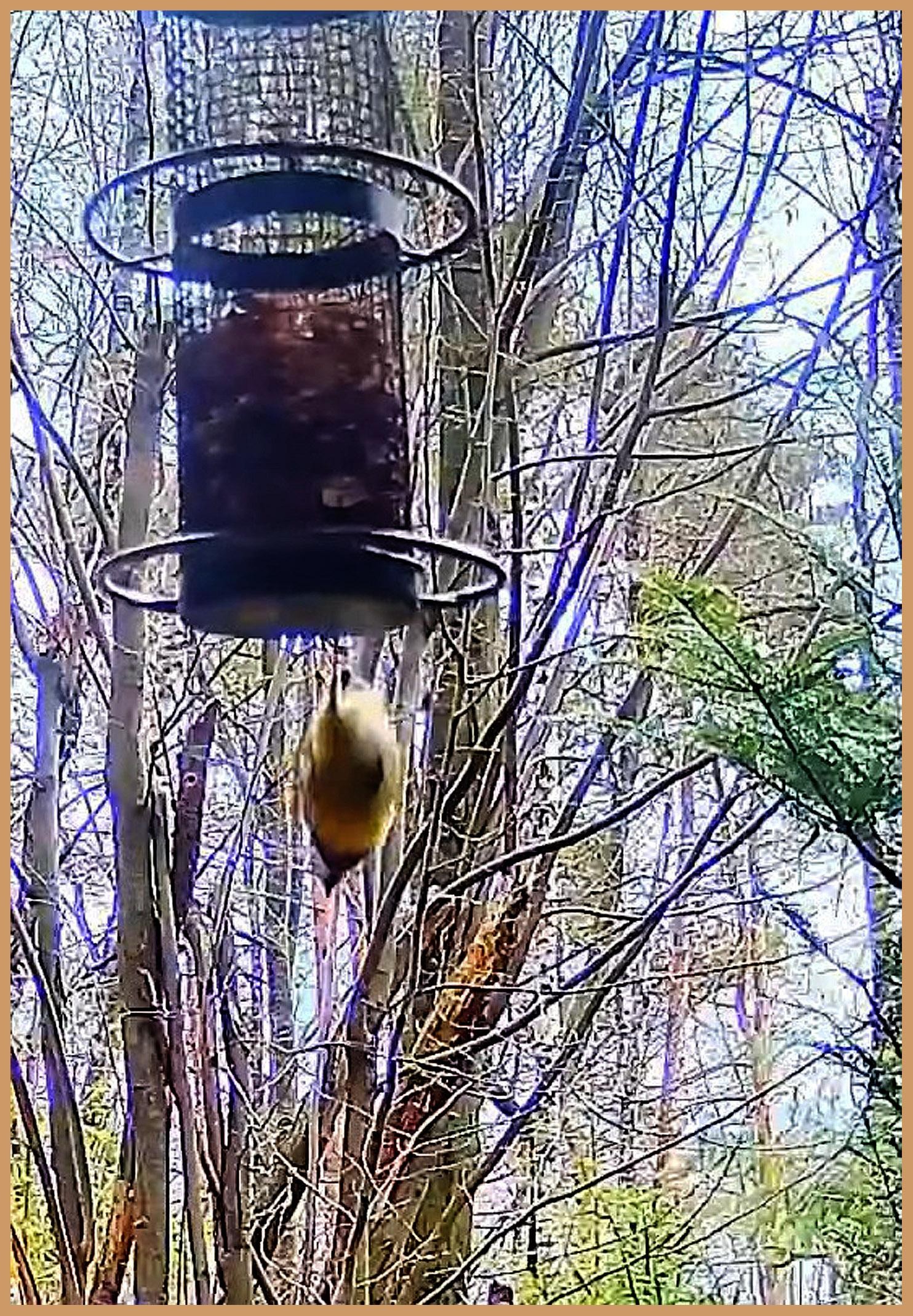 livebirdspoland_1fa77f4e8ca7c2784861f76c99821338.jpg