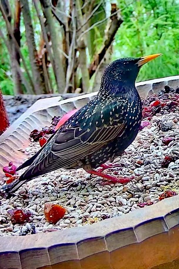 livebirdspoland_0ab6f9dc6b015ffce673a73eb127b061.jpg