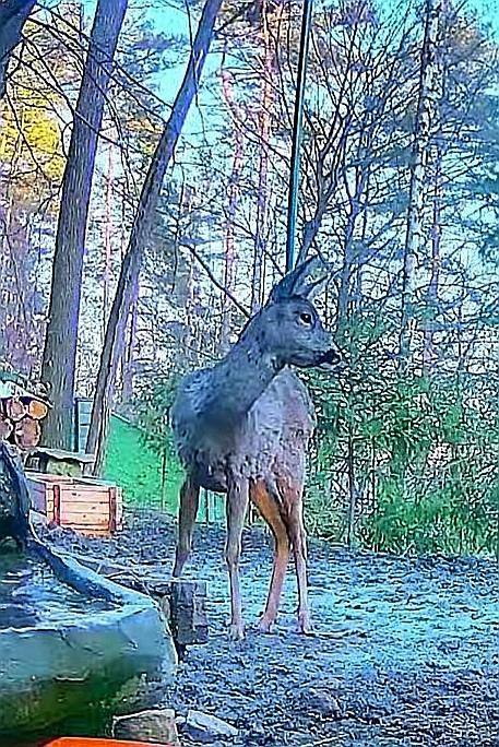 livebirdspoland_652b5aa4622ff4c5261c4f4cdd14f3ec.jpg