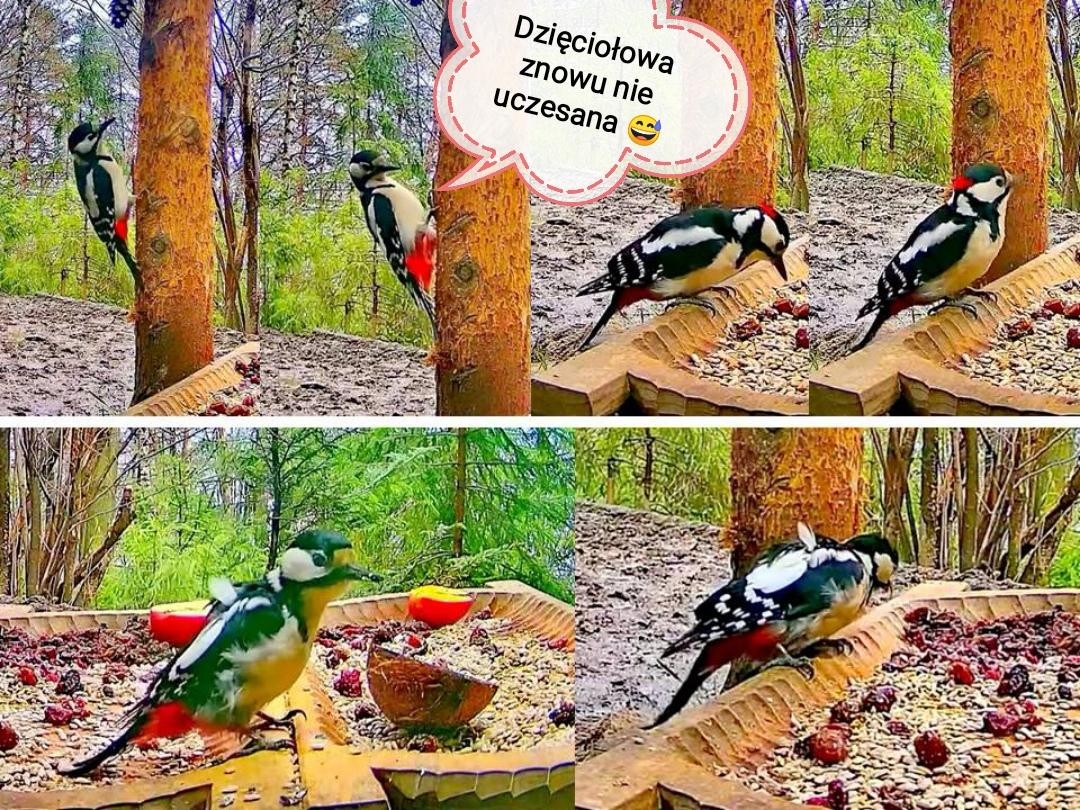 livebirdspoland_1dd5eec589002562acbebb3e683d236d.jpg