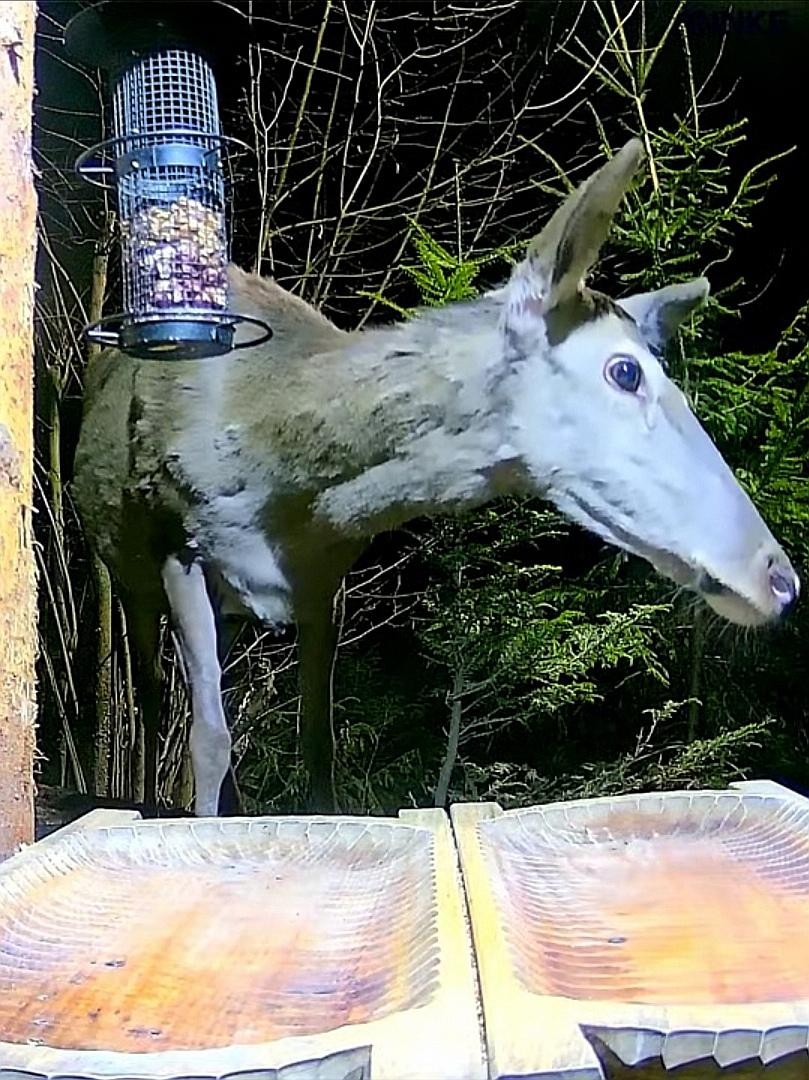 livebirdspoland_930a06711b13dce66cddabf7c8f5fdba.jpg