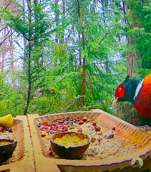 livebirdspoland_a2c5f631913ef1718303b9bbcfd4d1d4 (1).png