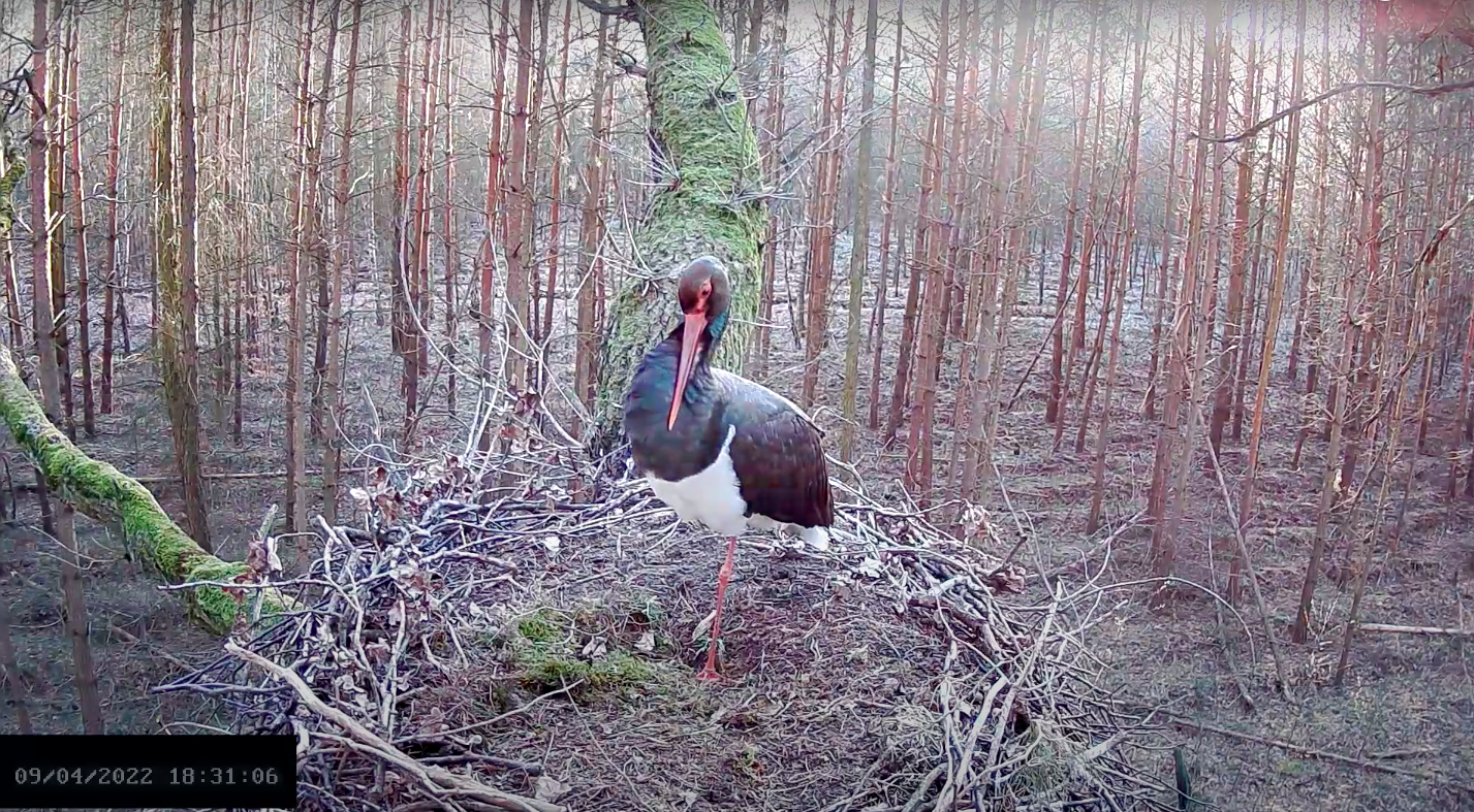 livebirdspoland_7e9b48bef99bd1dfb0ccc232a1c459ac.png