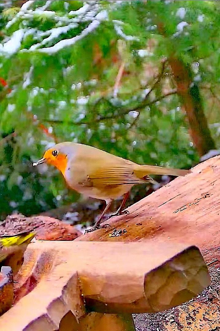 livebirdspoland_e3b9da9e49bd69eb1bd0f032adbd8d92.jpg