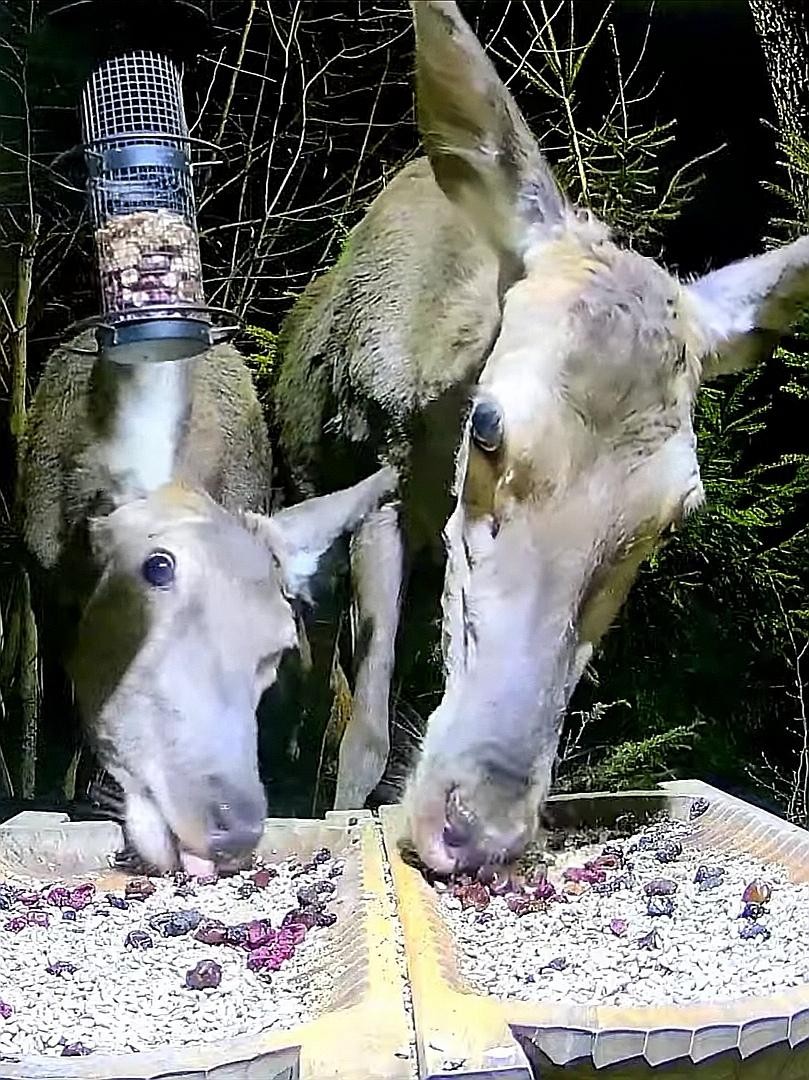 livebirdspoland_9a1ca3b327e527506532b09a017173e0.jpg