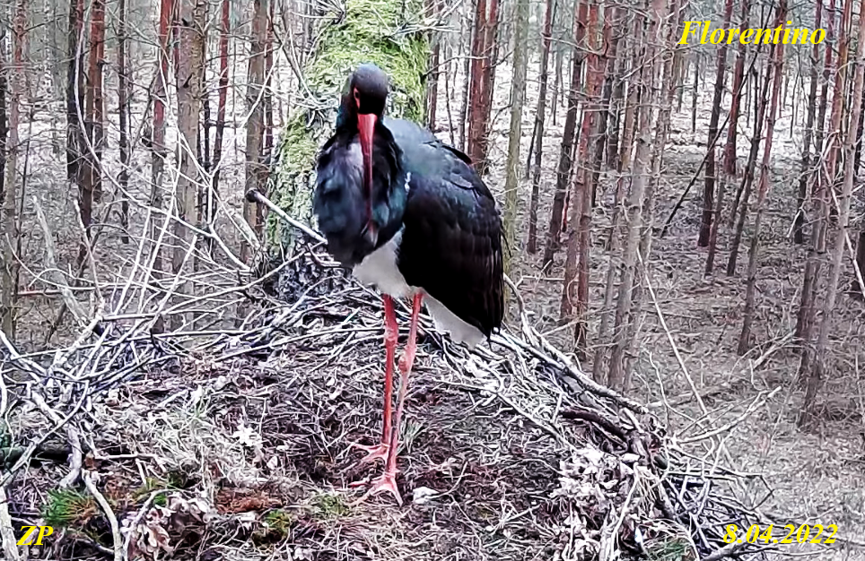 livebirdspoland_3c71187ee37aadafb124c888cec37955.png