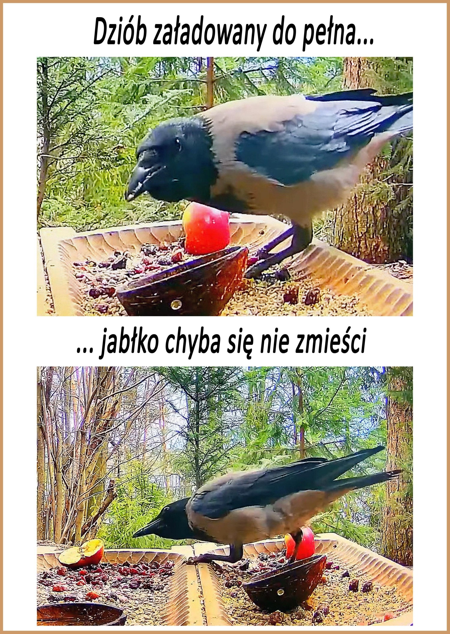 livebirdspoland_44ba9383000c2b607892dbe62f3d3c09.jpg