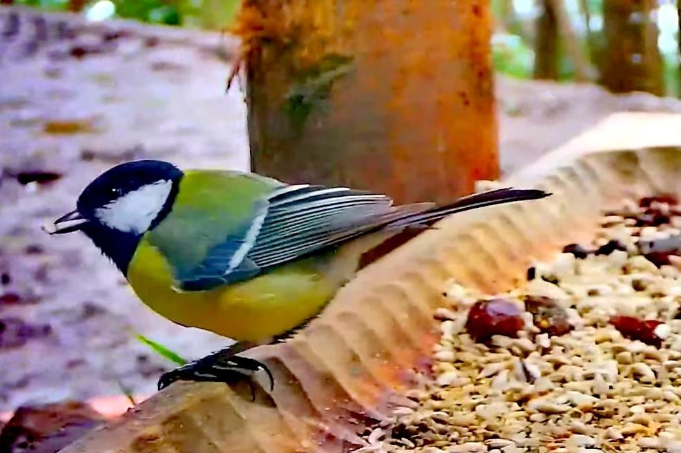 livebirdspoland_43f65627f16b08792b6c9003f69dde09.jpg