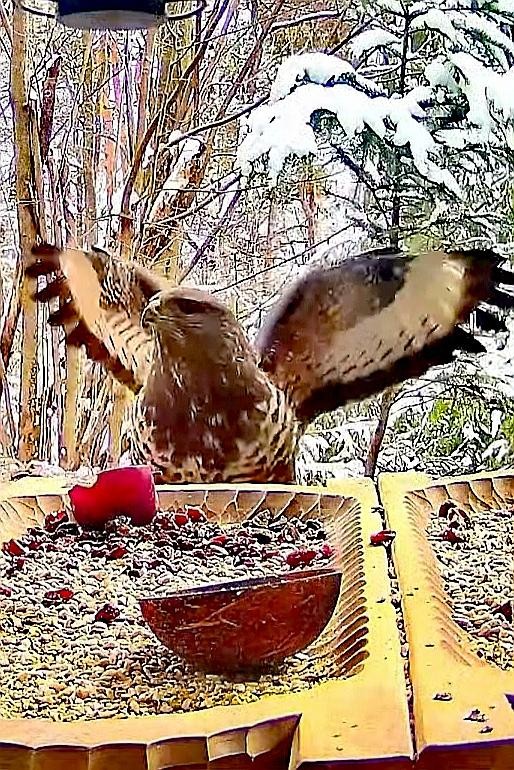 livebirdspoland_20e76bde7750d523ecbf201e69a82c9f.jpg