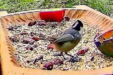 livebirdspoland_8d77b1b2e98fb960d4ca12dfaf9f39a1.jpg