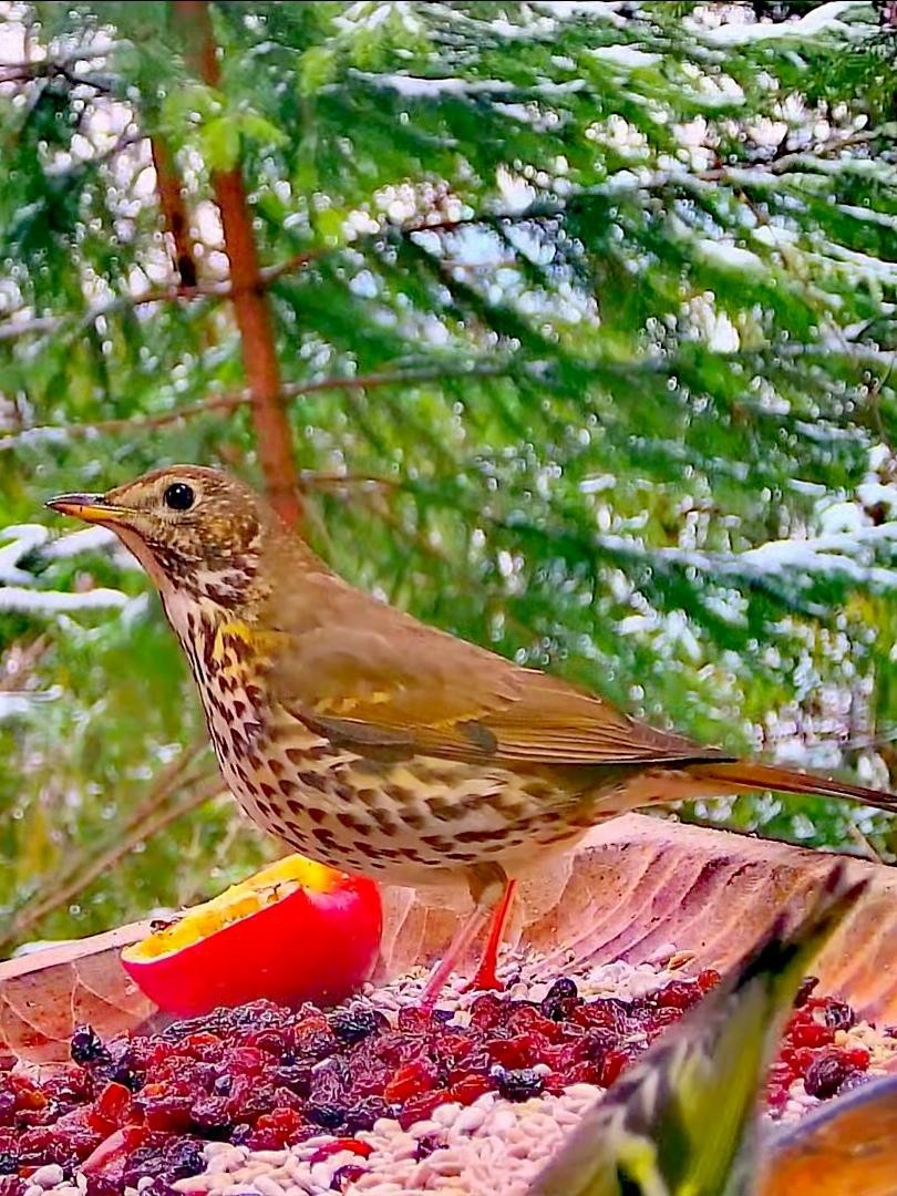 livebirdspoland_2c3a7df6b3a952bafb96fe7f14afcc38.jpg