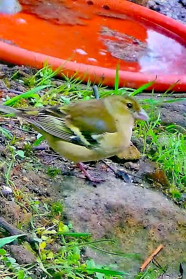 livebirdspoland_5310f5eba1cbdac8fd6583cc2b4441aa.jpg