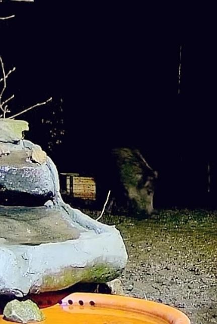 livebirdspoland_43481118c8e4bef702fa0305a669301c.jpg
