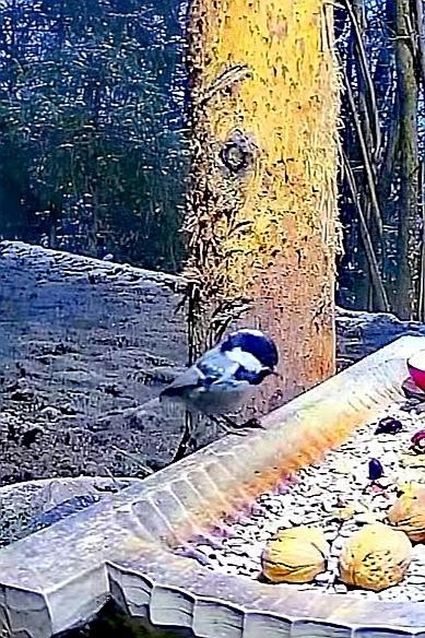 livebirdspoland_22c0df8f2008f6ed8c8b6f599cf7d315.jpg