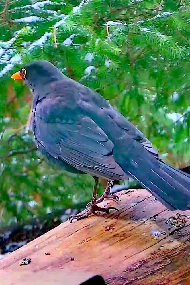 livebirdspoland_c448cf0e09683b77515e8fe289b38516.jpg