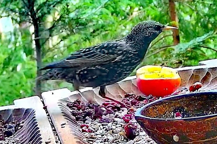 livebirdspoland_14a13d29b66548fb20a79c8b1051ec54.jpg