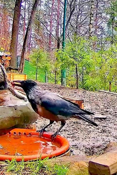 livebirdspoland_abfcd5077b6b04fa2fe7159c053ec421.jpg