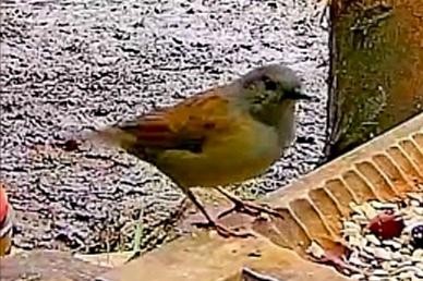 livebirdspoland_13670050d40beb8fc83771111a7ae445.jpg