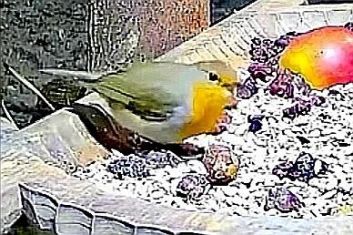 livebirdspoland_43d0c91e0407ae1d038b0761231e7647.jpg