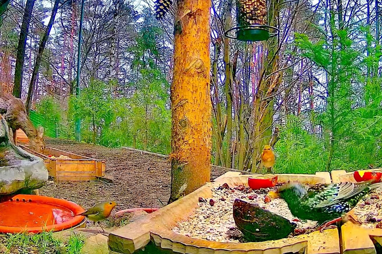 livebirdspoland_e75973411b40d97d8e19f9830d395931.jpg