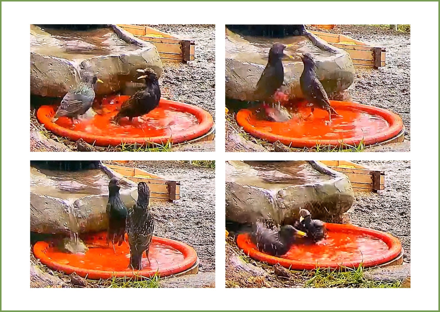 livebirdspoland_899798fd94c0370cf3f88fe7183c4bf5.jpg