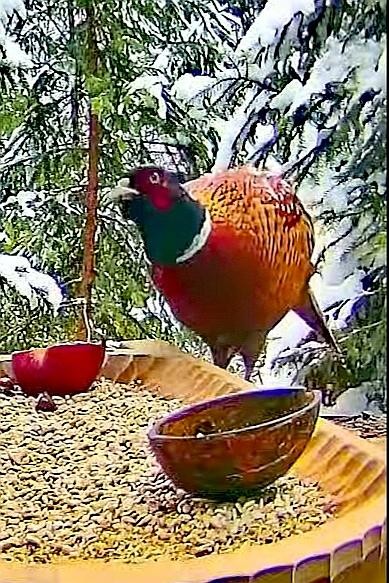 livebirdspoland_f6ea7517e369cd76c1b50d7ae212cf25.jpg