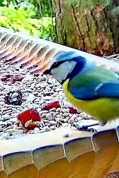 livebirdspoland_ff241c7843ce8d2f9a5a23faaf84d693.jpg