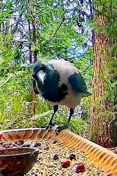 livebirdspoland_a2e1feff502311d0c940c419a1697fe3.jpg
