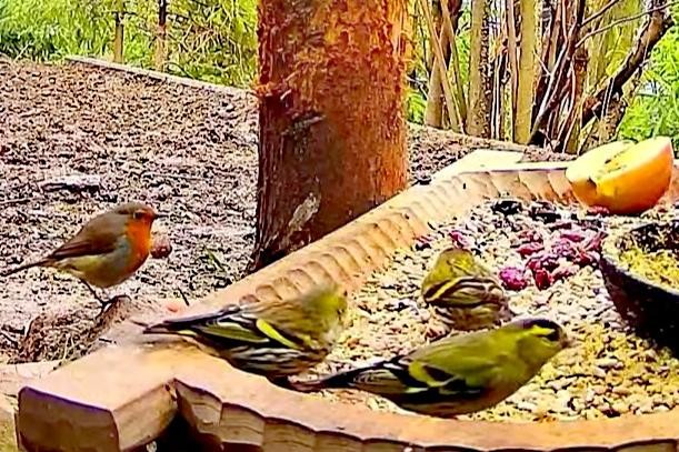 livebirdspoland_1128933cf8da3f0b95e54a91889a97ca.jpg