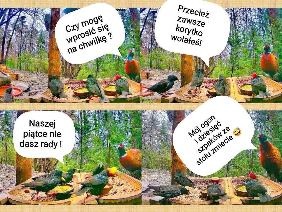 livebirdspoland_7998b1d6f81e7f08dd7bea258d19680d.jpg