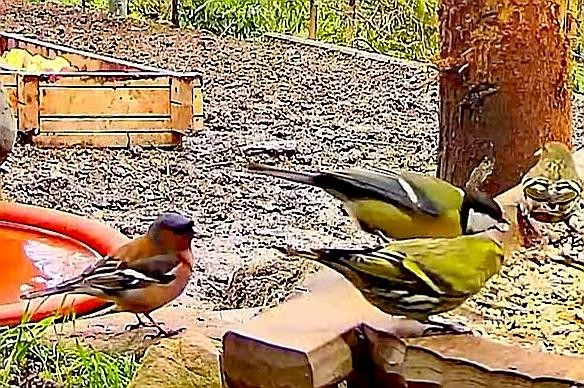 livebirdspoland_3e19dda8707de1d9a0f19197a68da282.jpg