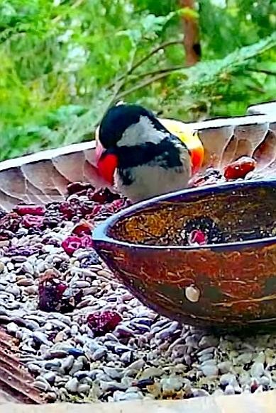 livebirdspoland_b0c87a26958f10fc04c263cfb313c364.jpg
