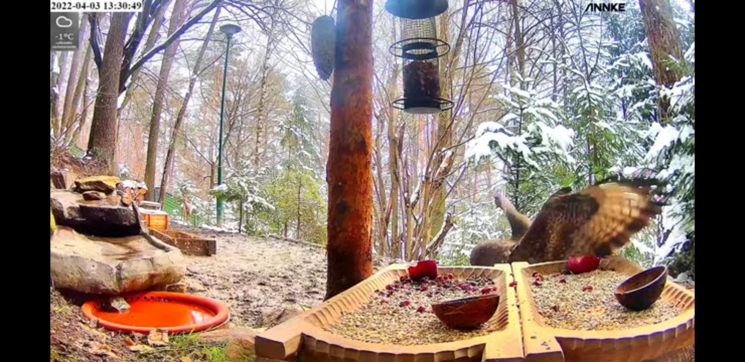 livebirdspoland_d2acc1c44ccb3952b4f449d79cd52750.jpg