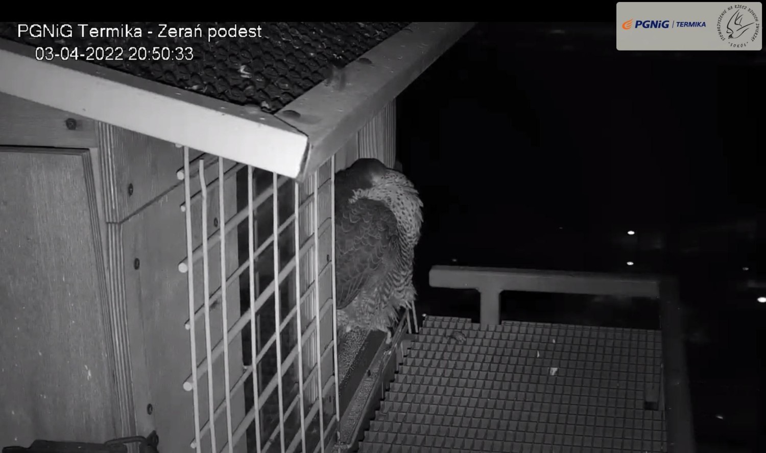 livebirdspoland_c09d729b6db0890e007a7bf3f19c552f.jpg