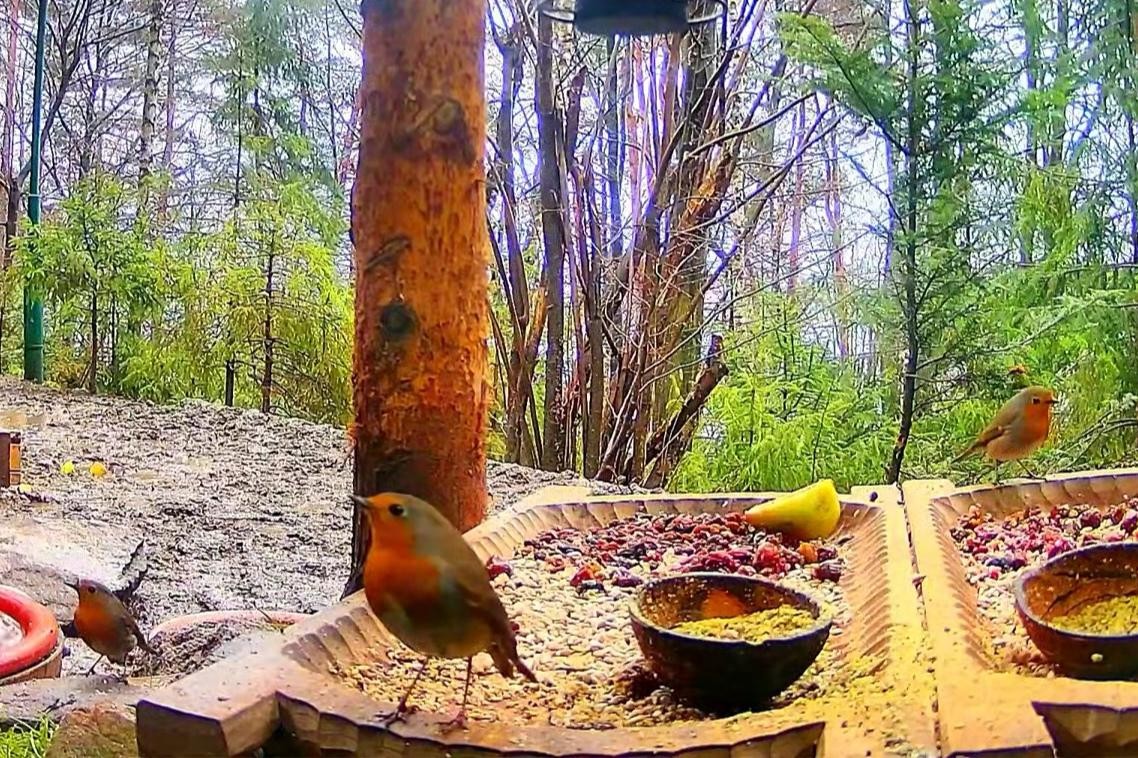 livebirdspoland_e2b9f75b124a3b9836eeb45d81609e30.jpg