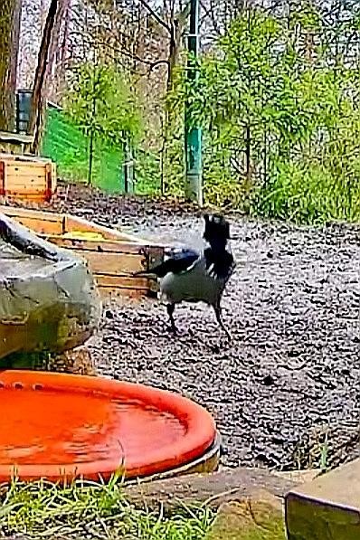 livebirdspoland_bd2ca3094261c81a975fccb468e329c7.jpg