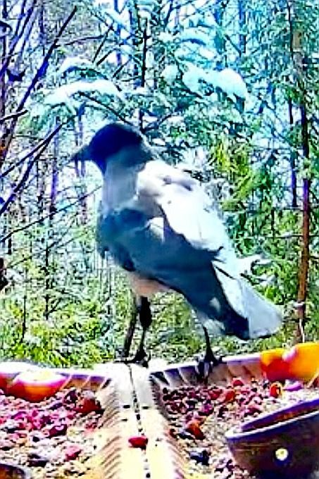 livebirdspoland_77a7fca919be60142aff030c0f31e5f7.jpg