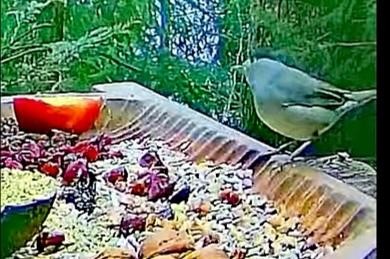 livebirdspoland_586fb0cfcc4221d0b76344ab84f066ca.jpg