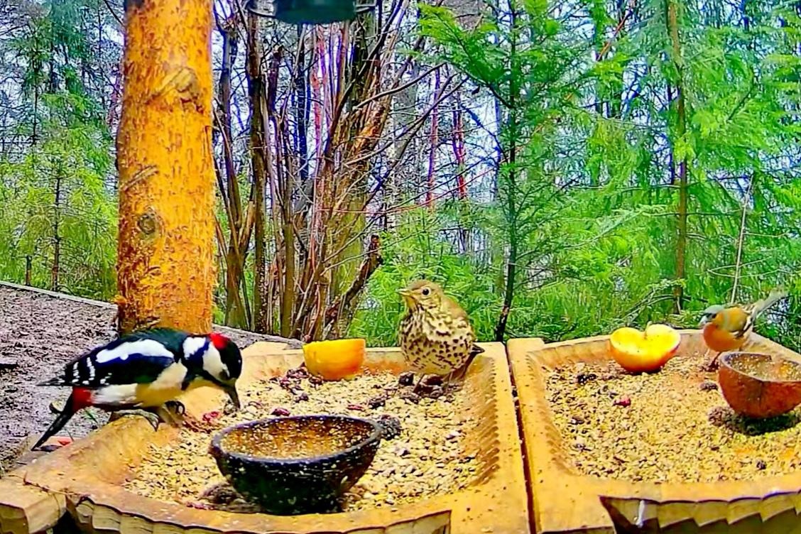 livebirdspoland_9c95faf1bab32d7eefc54404008d0b28.jpg